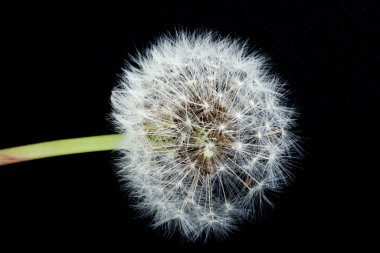 Taraxacumin ailesi Asteraceae, karahindibalar. Avrasya ve Kuzey Amerika 'ya özgü olan cins, bütünüyle yenilebilir. 