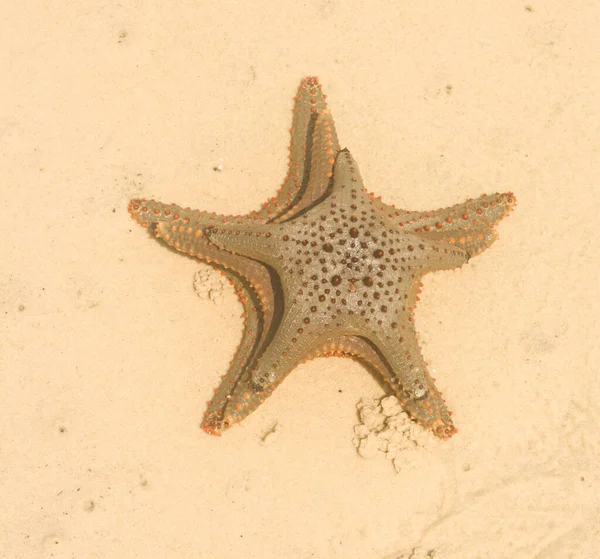 Las Estrellas Mar Estrellas Mar Son Equinodermos Forma Estrella Pertenecientes —  Fotos de Stock