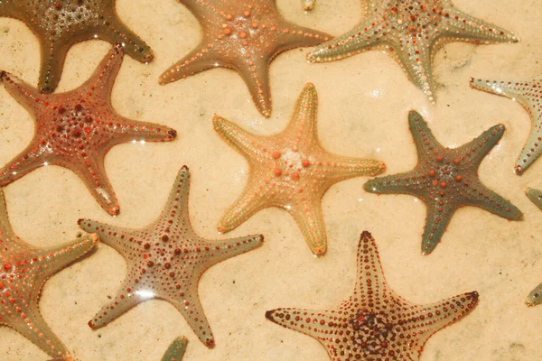Starfish or sea stars are star-shaped echinoderms belonging to the class Asteroidea. . Starfish are also known as Asteroids due to being in the class Asteroidea. Usually washed up after storms.