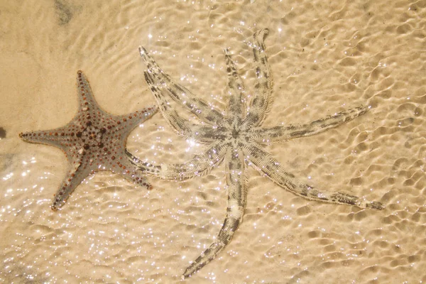 Starfish Sea Stars Star Shaped Echinoderms Belonging Class Asteroidea Starfish — Stock Photo, Image