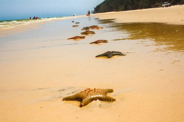 Starfish Sea Stars Star Shaped Echinoderms Belonging Class Asteroidea Starfish — Stock Photo, Image