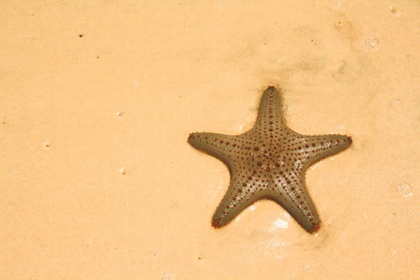 Starfish Sea Stars Star Shaped Echinoderms Belonging Class Asteroidea Starfish — Stock Photo, Image