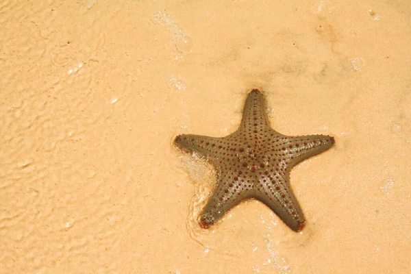 Sjöstjärnor Eller Sjöstjärnor Stjärnformade Tagghudingar Som Tillhör Klassen Asteroidea Starfish — Stockfoto