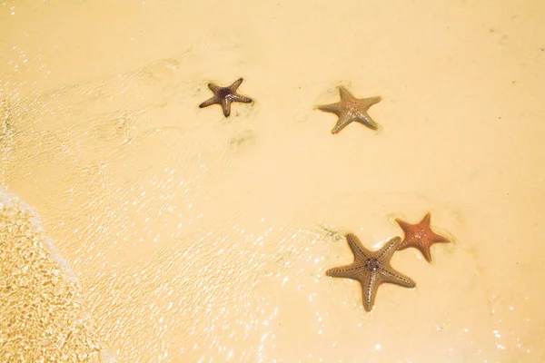 Зоряні Риби Або Морські Зірки Зіркоподібними Голкошкірими Належать Класу Asteroidea — стокове фото