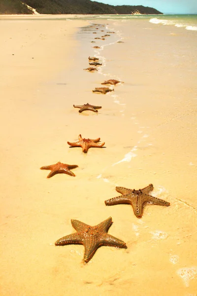 Starfish Sea Stars Star Shaped Echinoderms Belonging Class Asteroidea Starfish — Stock Photo, Image