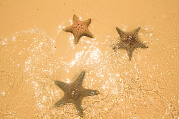 Starfish Sea Stars Star Shaped Echinoderms Belonging Class Asteroidea Starfish — Stock Photo, Image