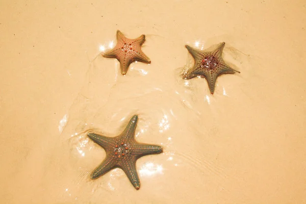 Starfish or sea stars are star-shaped echinoderms belonging to the class Asteroidea. . Starfish are also known as Asteroids due to being in the class Asteroidea. Usually washed up after storms.