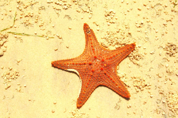 Sjöstjärnor Eller Sjöstjärnor Stjärnformade Tagghudingar Som Tillhör Klassen Asteroidea Starfish — Stockfoto