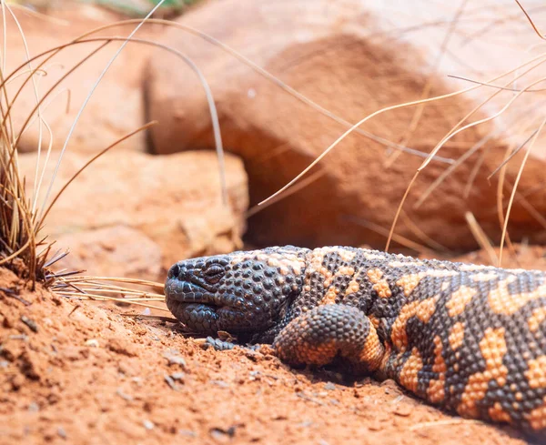 Gila Monster Heloderma Suspectum Species Venomous Lizard Native Southwestern United — Stock Photo, Image