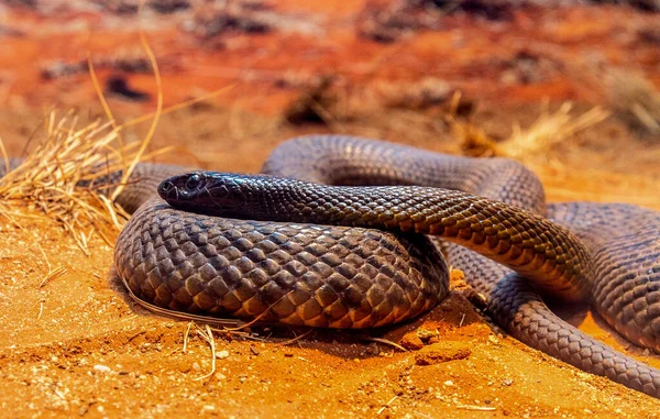 东部褐蛇 Eastern Brown Snake 缩写为Pseudonaja Textilis 通常被称为普通褐蛇 是一种剧毒蛇 原产于澳大利亚东部和中部 — 图库照片