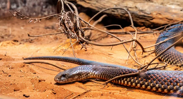 Serpente Bruno Reale Pseudechis Australis Una Specie Serpente Altamente Velenoso — Foto Stock