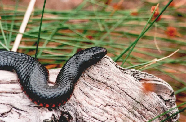 赤い腹の黒いヘビは エラパディウス科の毒蛇の一種です 種はオーストラリアに固有である 1794年にジョージ ショーによって科学の新しい種として記述されたこの種は オーストラリア東部で最も一般的に遭遇する種の一つである — ストック写真