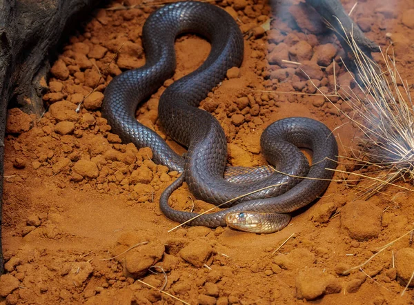 Western Brown Snake Pseudonaja Nuchalis Commonly Known Northern Brown Snake — Stock Photo, Image