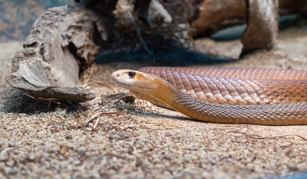 Taipano Costiero Taipano Comune Una Specie Grande Serpente Estremamente Velenoso — Foto Stock