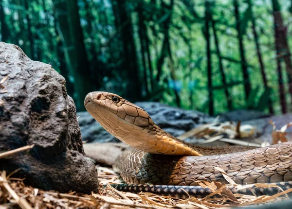 Cobra Regelui Ophiophagus Hannah Este Endemie Mare Elapidă Pentru Pădurile — Fotografie, imagine de stoc