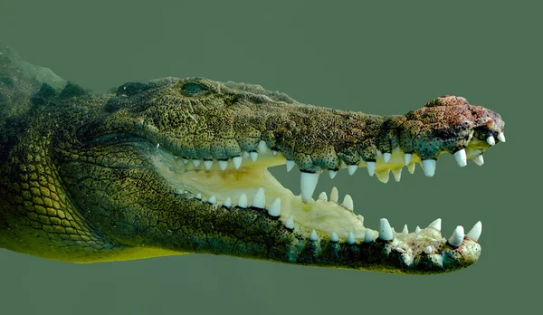 Very Large Fierce Australian Crocodile Largest Crocodile Saltwater Crocodile Largest — Stock Photo, Image