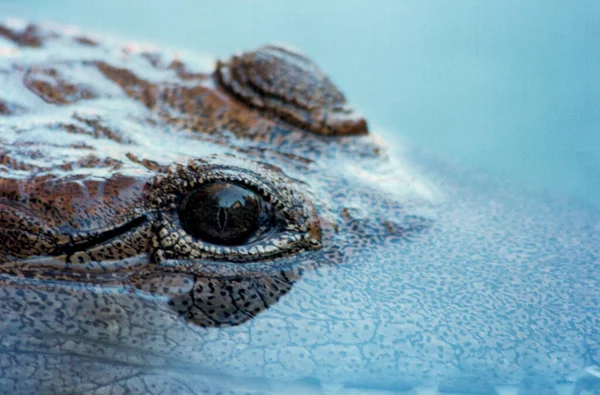 Very Large Fierce Australian Crocodile Largest Crocodile Saltwater Crocodile Largest — Stock Photo, Image