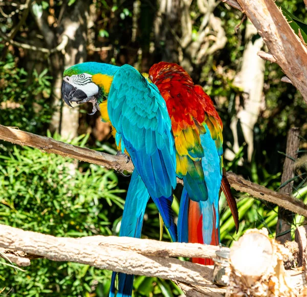 Macaws Kända Som Jättarna Papegojvärlden Den Hyacint Macaw Den Längsta — Stockfoto