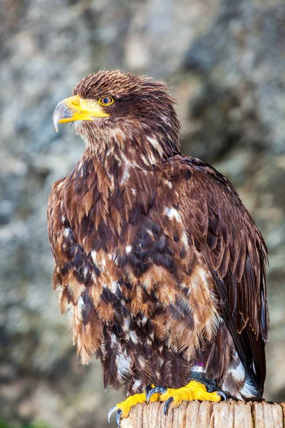 Águila Europea Con Pico Amarillo Brillante Garras — Foto de Stock