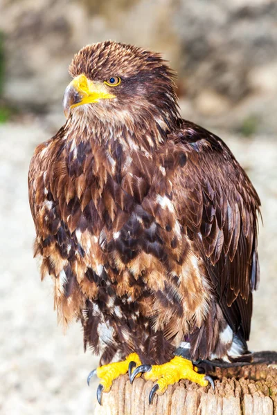 Águila Europea Con Pico Amarillo Brillante Garras —  Fotos de Stock