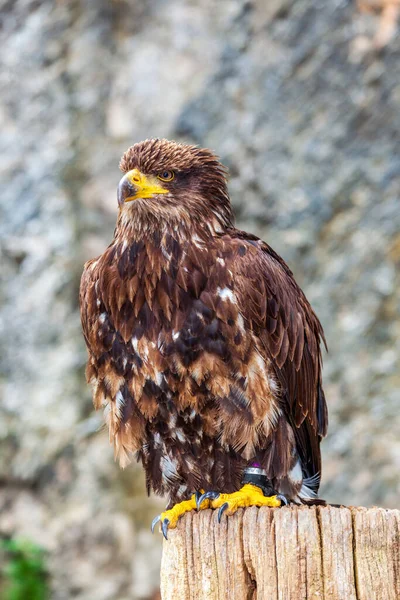 Европейский Орел Ярко Желтым Клювом Когтями — стоковое фото