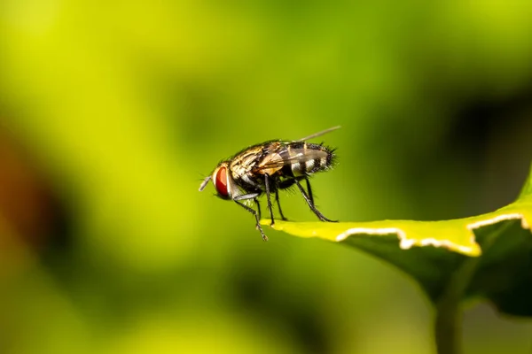 Flesta Köttflugor Nedbrytare När Deras Vita Benlösa Larver Utvecklas Kadaver — Stockfoto