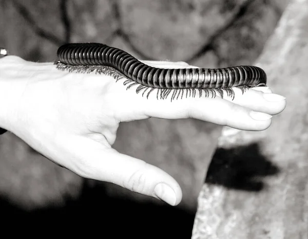 Ένα Δηλητηριώδες Σαρανταποδαρούσα Σκουλήκι Από Την Ασία — Φωτογραφία Αρχείου