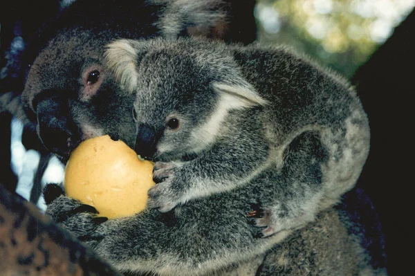 Unusually Koala Who Likes Eating Apples Teaching Baby Eat Well — Stock Photo, Image