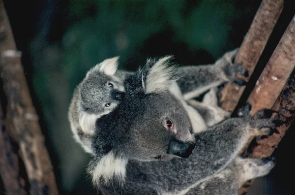 Koala Inusual Que Gusta Comer Manzanas Está Enseñando Bebé Comerlo —  Fotos de Stock