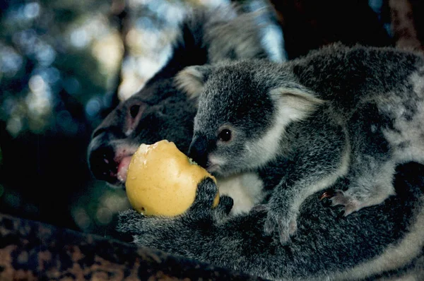 Unusually Koala Who Likes Eating Apples Teaching Baby Eat Well — Stock Photo, Image