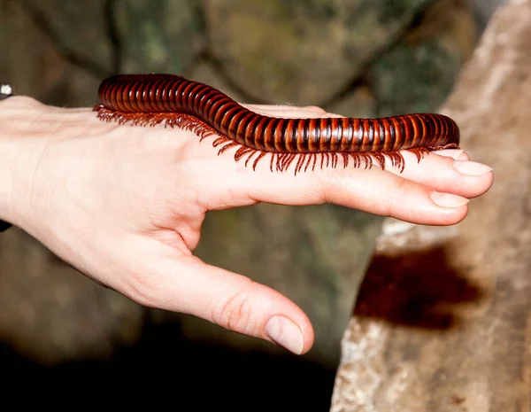 Milllipede Worm Heeft Vele Benen — Stockfoto