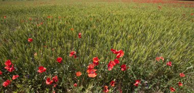 Provence France 'daki haşhaş tarlaları