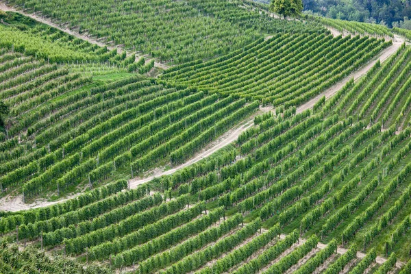 Wijngaarden Provence Frankrijk — Stockfoto