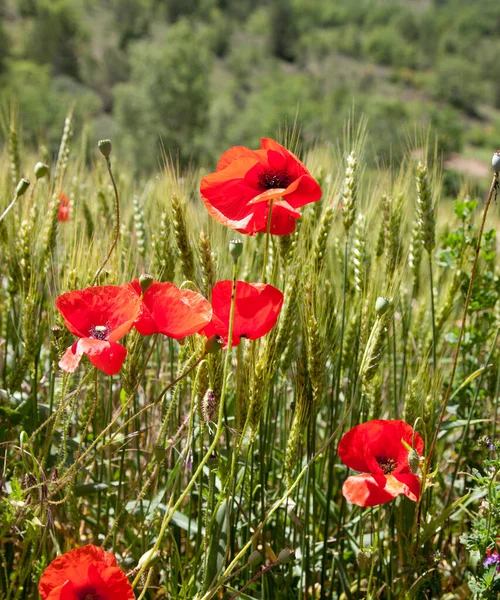 Campos Papoula Provence França — Fotografia de Stock