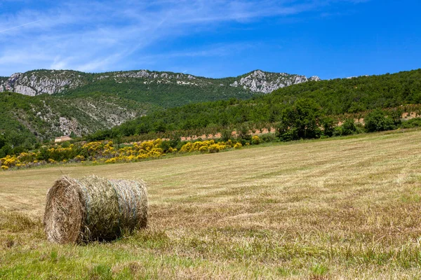 Höskörd Provence France — Stockfoto