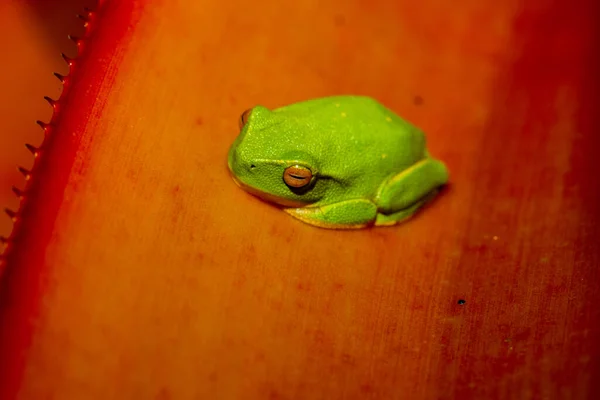 Green Tree Frog Aechmea Blanchetiana Blanchet Aechmea Bromeliad Native Brazil — Stock Photo, Image