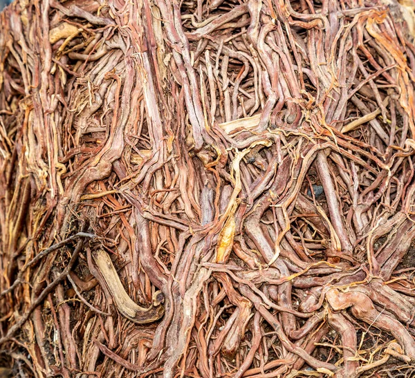 根系植物の根の混乱は — ストック写真