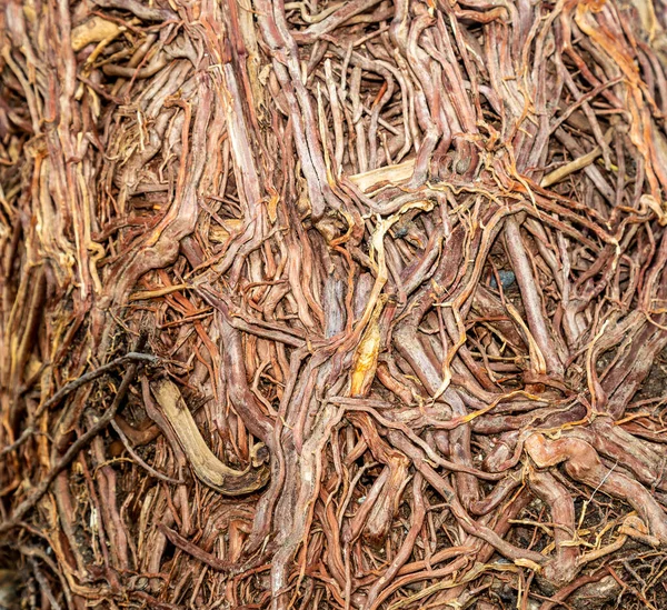 Mess Roots Rootbound Plant — Stock Photo, Image