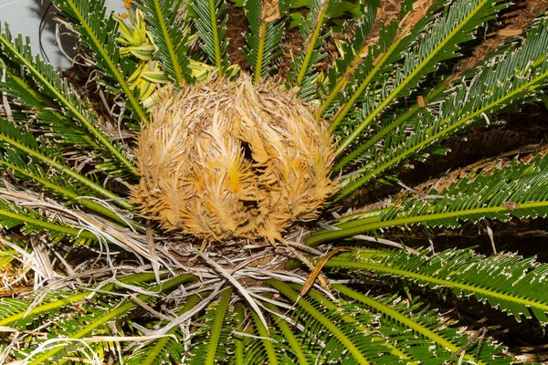 Κατάγεται Από Την Ιαπωνία Japanese Sago Palm Όπου Καλλιεργείται Για — Φωτογραφία Αρχείου