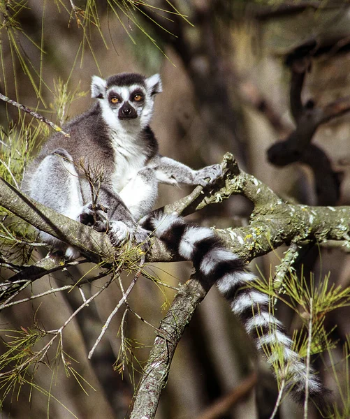 Lemur Σπάνια Στιγμή Ακόμα Ένα Κλαδί Δέντρου — Φωτογραφία Αρχείου