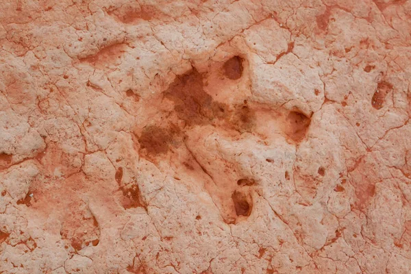 Dinosaur Footprints More Tuba Usa — Stock Photo, Image