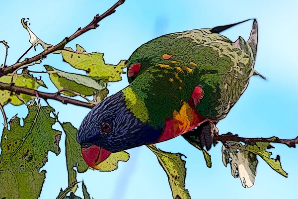 Der Regenbogenlorikeet Ist Eine Papageienart Die Australien Vorkommt Sie Ist — Stockfoto