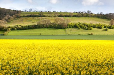 Amberley tüm aşağı köylerin en çekicilerinden biridir. Neredeyse her şeyi var. Canola alanları, Sussex uk
