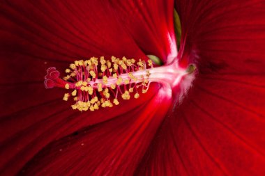 Çiçekli sakız. Corymbia, genellikle kan ormanı olarak bilinen 110 civarında yemyeşil ağaçtan oluşan, oldukça yeni bir türdür. Nektar zengini çiçekleri beyaz, sarı, krema, kırmızı, pembe
