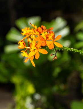 EPIDENDRUM IBAGUENSE (CRUCIFIX ORCHID) - Yeni başlayanlar için ORANGE kolay orkide