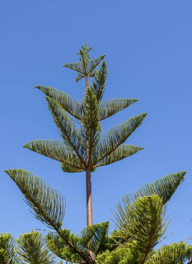 Üzerinde kendi doğal yıldızları olan güzel bir çam ağacı.