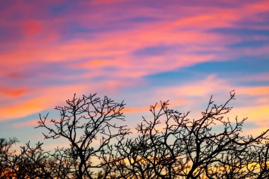 Gün batımına karşı narin dallar