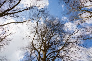 Briatain 'de eski bir ağaç