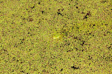 gölet yeşil kurbağa