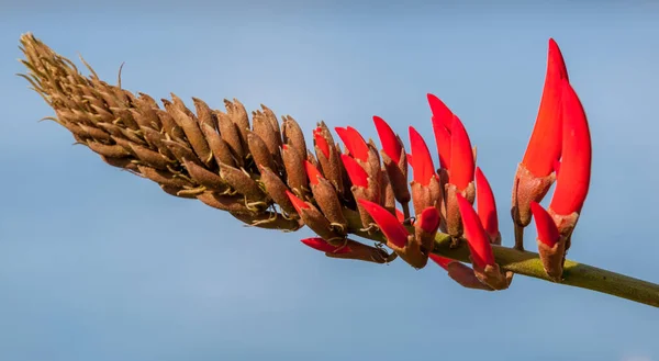 Heliconia Psittacorum Клюв Попугая Цветок Попугая Цветок Попугая Подорожник Попугая — стоковое фото